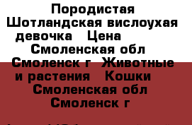 Породистая Шотландская вислоухая девочка › Цена ­ 3 000 - Смоленская обл., Смоленск г. Животные и растения » Кошки   . Смоленская обл.,Смоленск г.